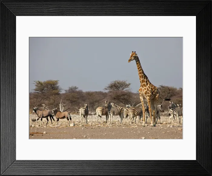Framed Print : DDE-90021795