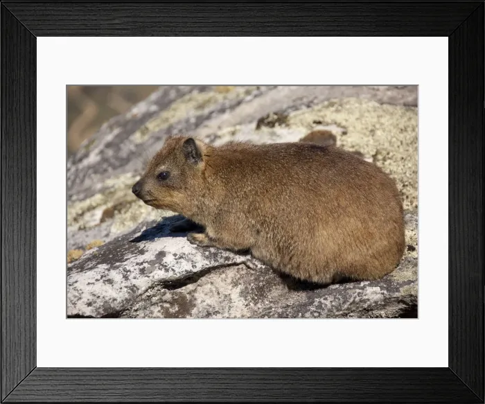Framed Print : DDE-90021804 Framed Print : DDE-90021804