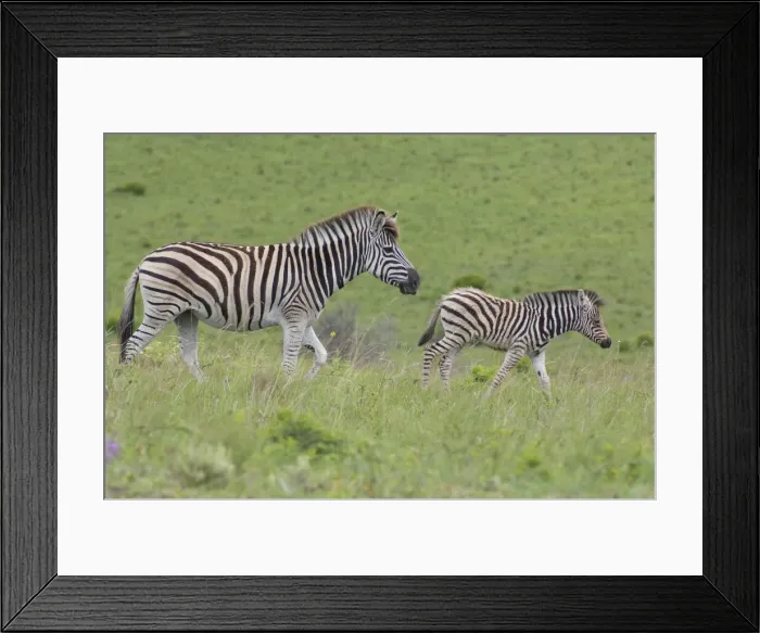 Framed Print : DDE-90021806