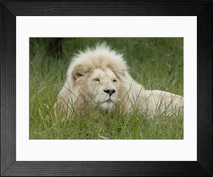 Framed Print : DDE-90021807 Framed Print : DDE-90021807