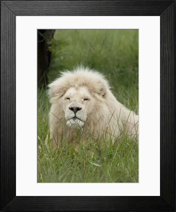 Framed Print : DDE-90021808 Framed Print : DDE-90021808