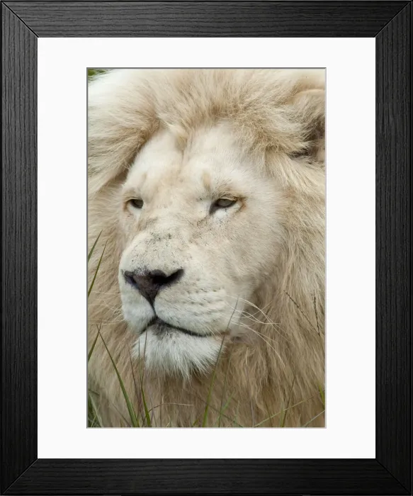 Framed Print : DDE-90021810 Framed Print : DDE-90021810