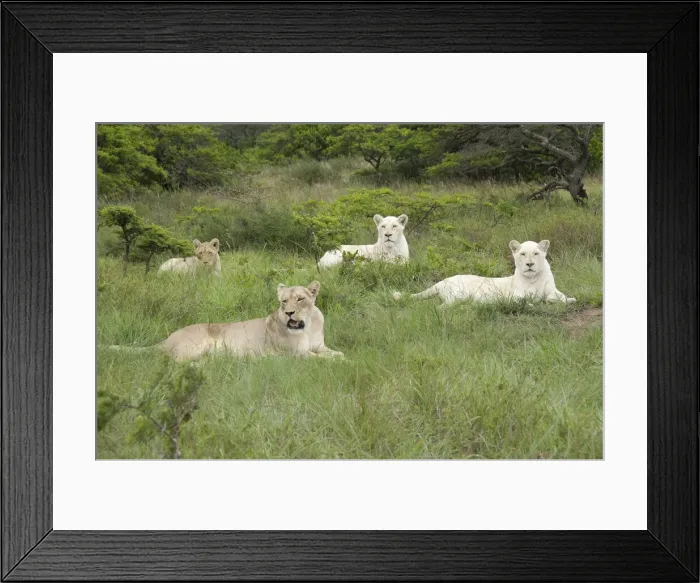 Framed Print : DDE-90021809 Framed Print : DDE-90021809