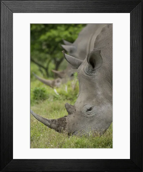 Framed Print : DDE-90021811 Framed Print : DDE-90021811