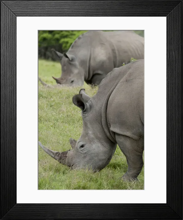 Framed Print : DDE-90021812 Framed Print : DDE-90021812