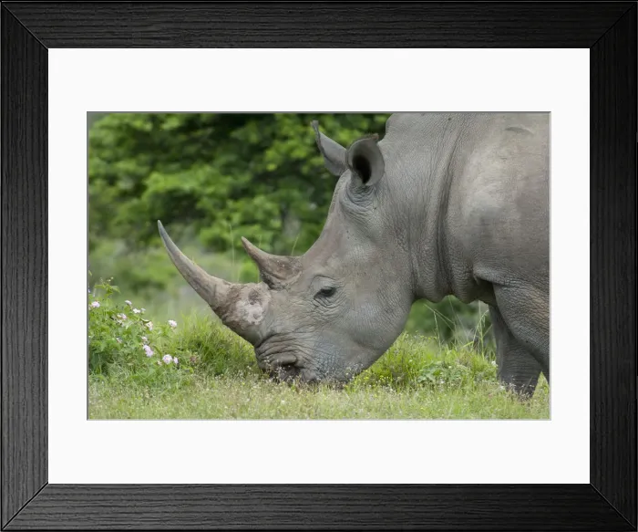 Framed Print : DDE-90021813 Framed Print : DDE-90021813