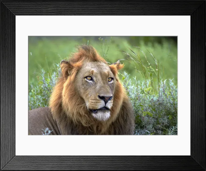 Framed Print : DDE-90021816 Framed Print : DDE-90021816