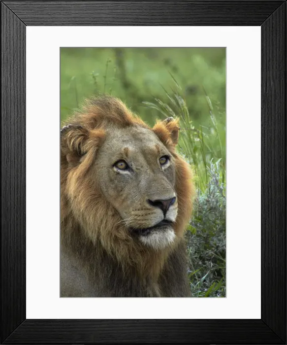 Framed Print : DDE-90021817 Framed Print : DDE-90021817
