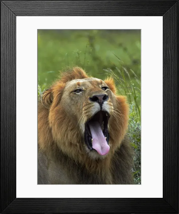 Framed Print : DDE-90021818 Framed Print : DDE-90021818