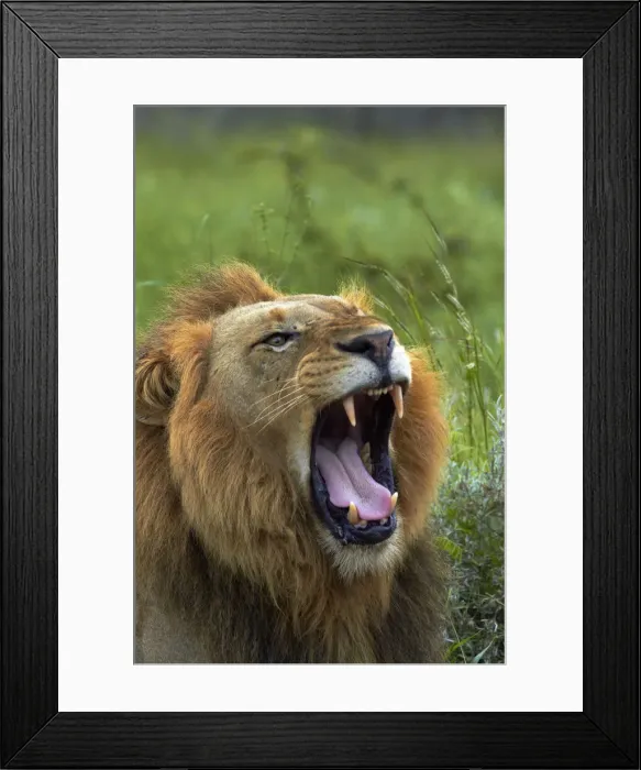 Framed Print : DDE-90021819 Framed Print : DDE-90021819