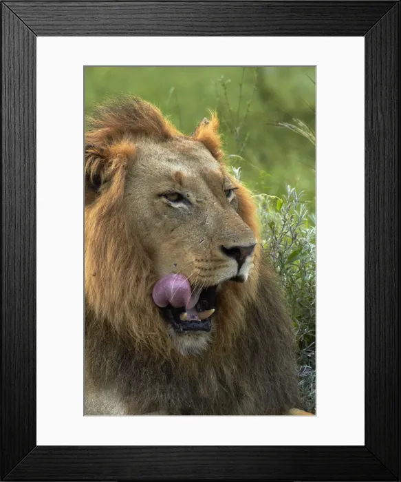 Framed Print : DDE-90021820 Framed Print : DDE-90021820