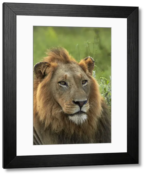 Framed Print : DDE-90021821 Framed Print : DDE-90021821