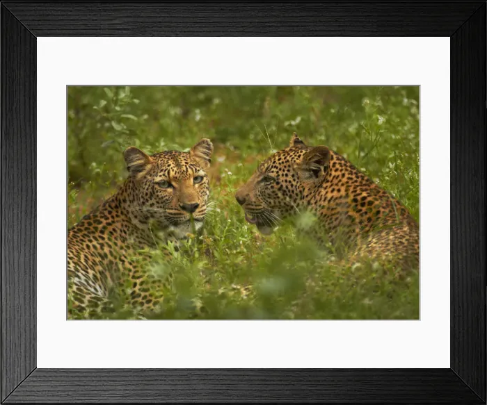 Framed Print : DDE-90021822 Framed Print : DDE-90021822