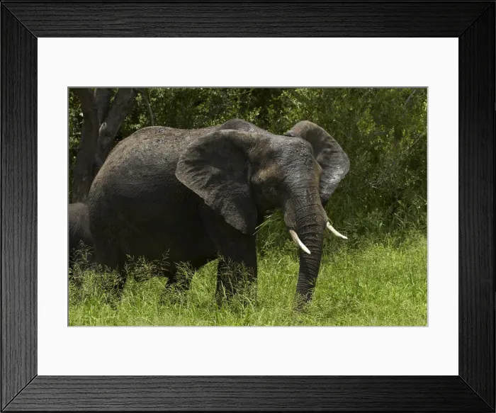 Framed Print : DDE-90021823 Framed Print : DDE-90021823