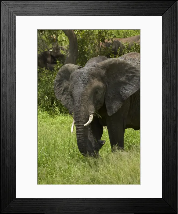 Framed Print : DDE-90021824 Framed Print : DDE-90021824