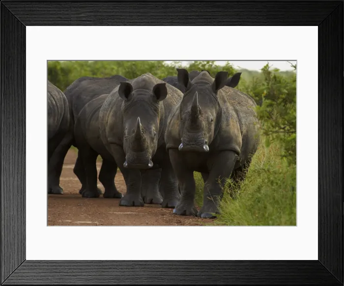 Framed Print : DDE-90021826 Framed Print : DDE-90021826