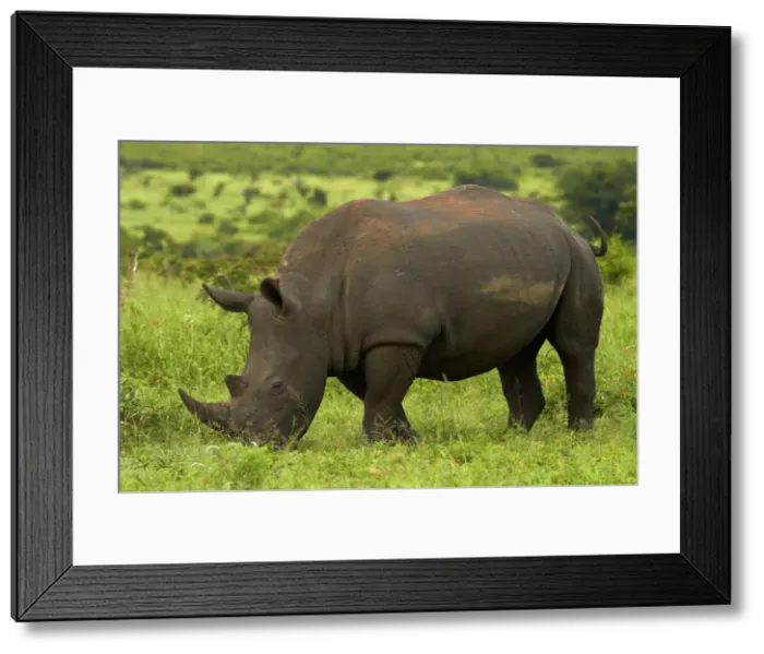 Framed Print : DDE-90021828 Framed Print : DDE-90021828