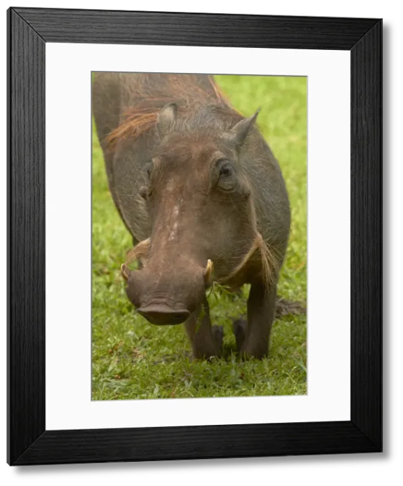 Framed Print : DDE-90021829 Framed Print : DDE-90021829