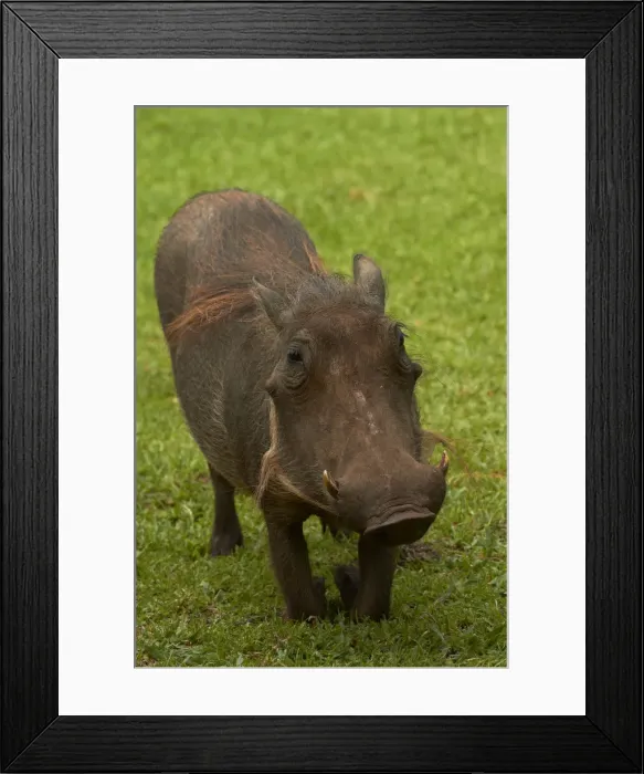 Framed Print : DDE-90021830 Framed Print : DDE-90021830