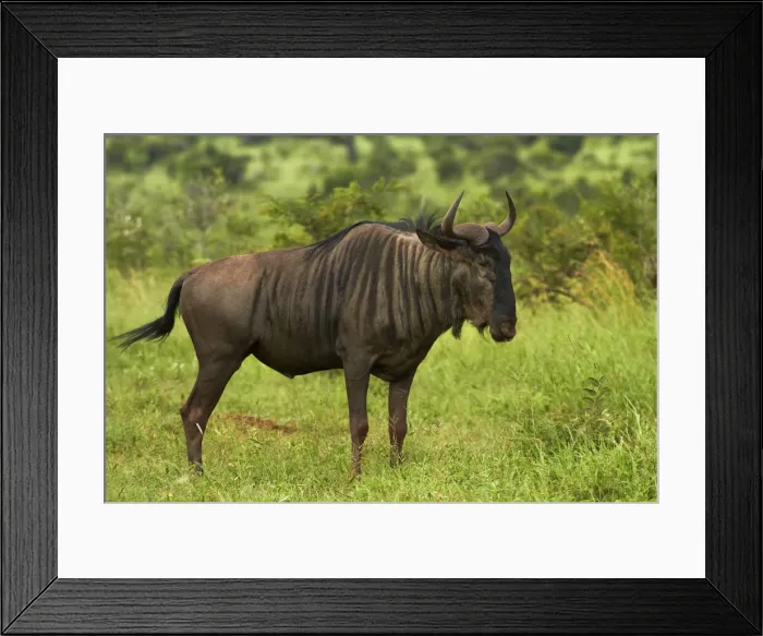 Framed Print : DDE-90021831 Framed Print : DDE-90021831