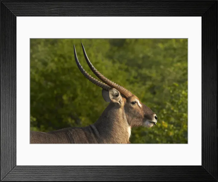 Framed Print : DDE-90021832 Framed Print : DDE-90021832
