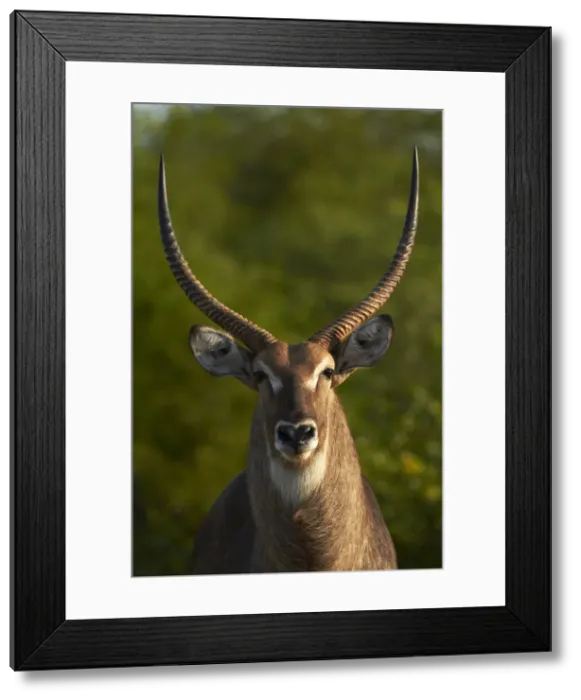Framed Print : DDE-90021833 Framed Print : DDE-90021833