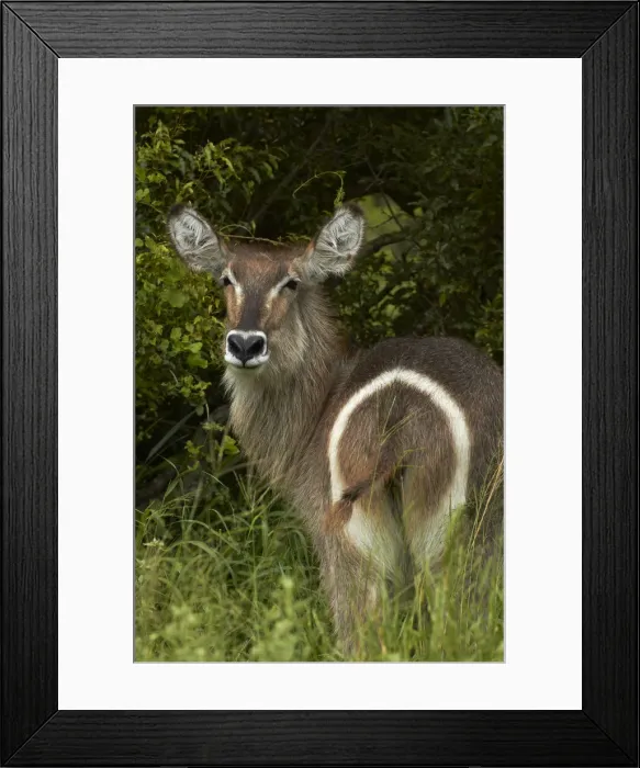 Framed Print : DDE-90021834
