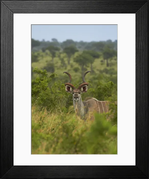 Framed Print : DDE-90021835 Framed Print : DDE-90021835