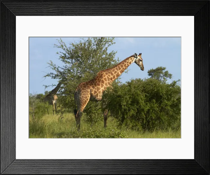 Framed Print : DDE-90021836 Framed Print : DDE-90021836