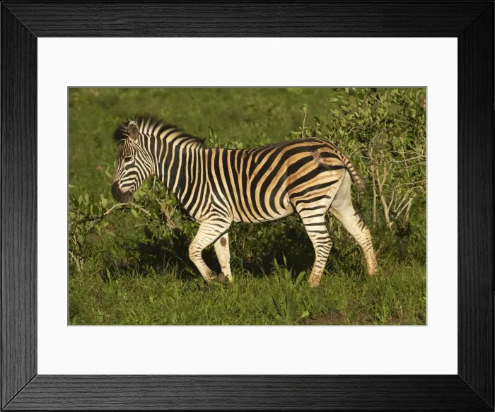 Framed Print : DDE-90021837 Framed Print : DDE-90021837
