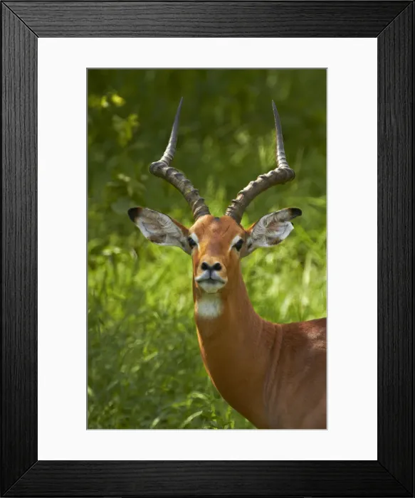 Framed Print : DDE-90021838 Framed Print : DDE-90021838