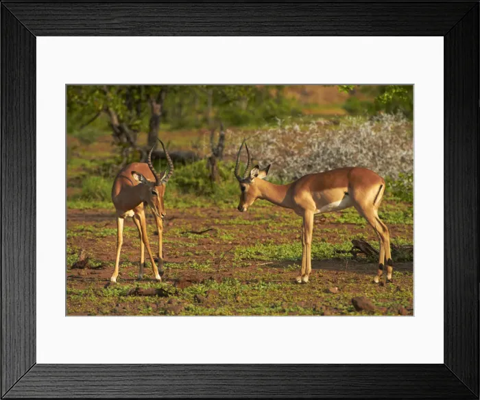 Framed Print : DDE-90021839 Framed Print : DDE-90021839