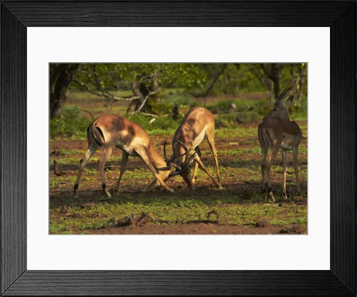 Framed Print : DDE-90021840 Framed Print : DDE-90021840