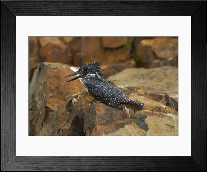 Framed Print : DDE-90021841 Framed Print : DDE-90021841