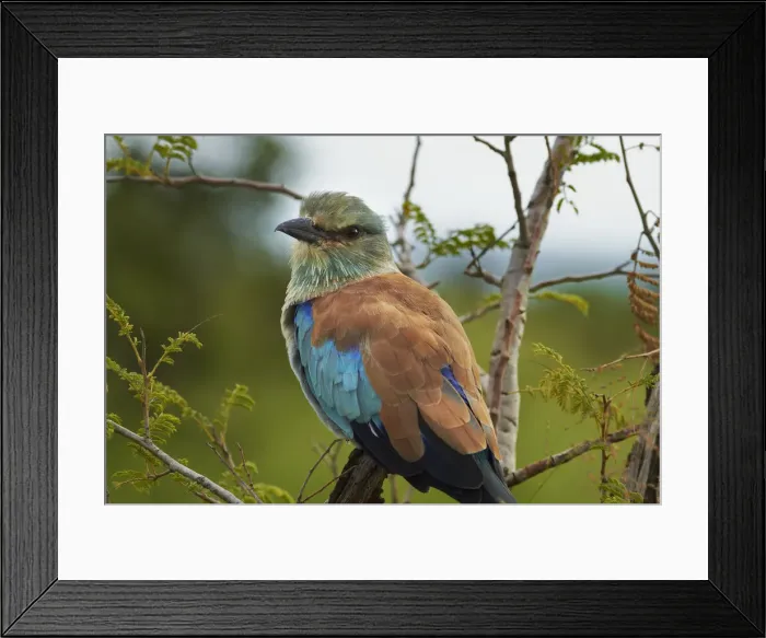 Framed Print : DDE-90021842 Framed Print : DDE-90021842