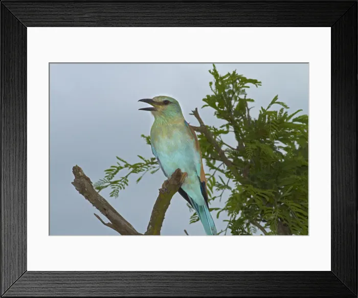 Framed Print : DDE-90021843 Framed Print : DDE-90021843