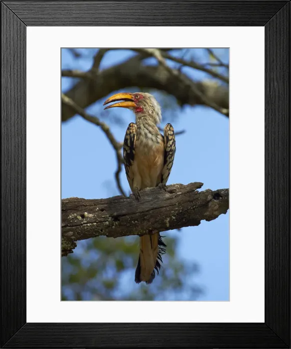 Framed Print : DDE-90021846 Framed Print : DDE-90021846