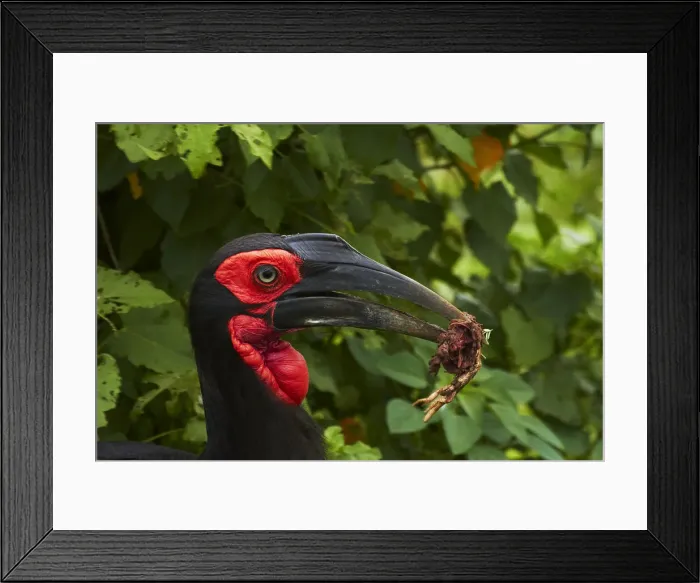 Framed Print : DDE-90021847 Framed Print : DDE-90021847