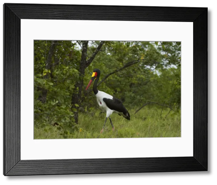 Framed Print : DDE-90021849 Framed Print : DDE-90021849