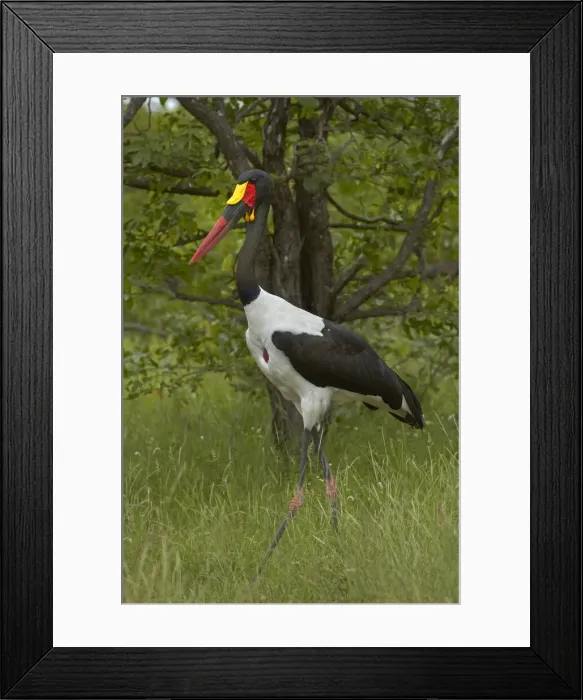 Framed Print : DDE-90021850 Framed Print : DDE-90021850