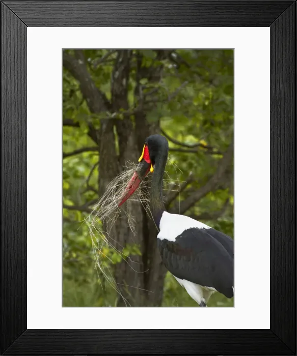 Framed Print : DDE-90021851 Framed Print : DDE-90021851