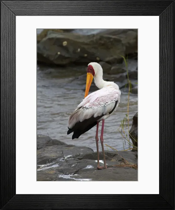 Framed Print : DDE-90021852 Framed Print : DDE-90021852