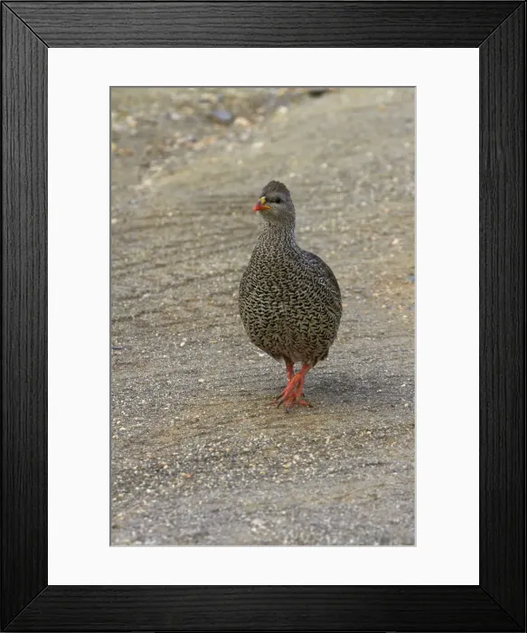Framed Print : DDE-90021853 Framed Print : DDE-90021853