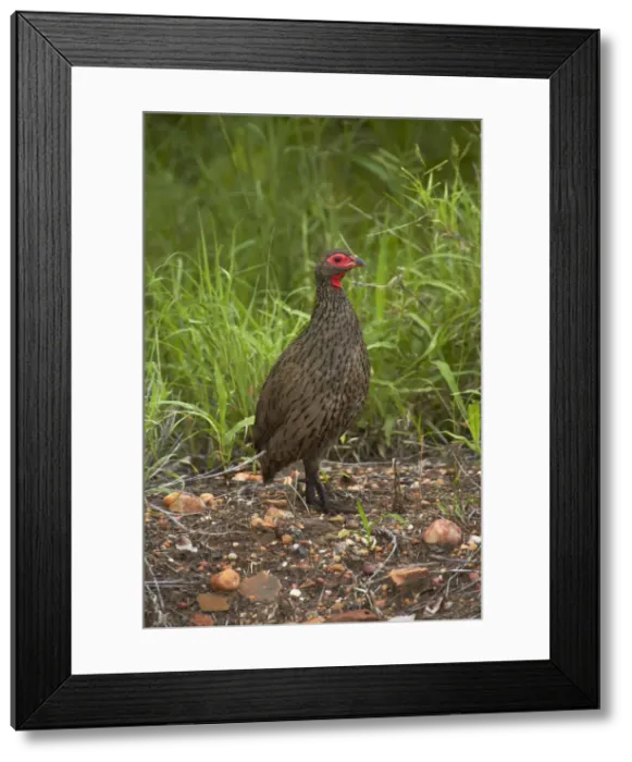 Framed Print : DDE-90021854