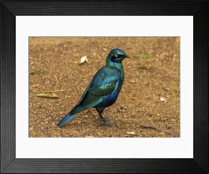 Framed Print : DDE-90021855 Framed Print : DDE-90021855