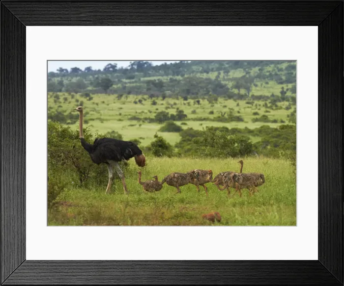 Framed Print : DDE-90021856 Framed Print : DDE-90021856