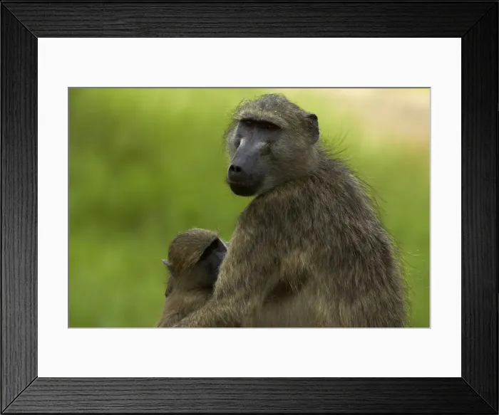 Framed Print : DDE-90021857 Framed Print : DDE-90021857