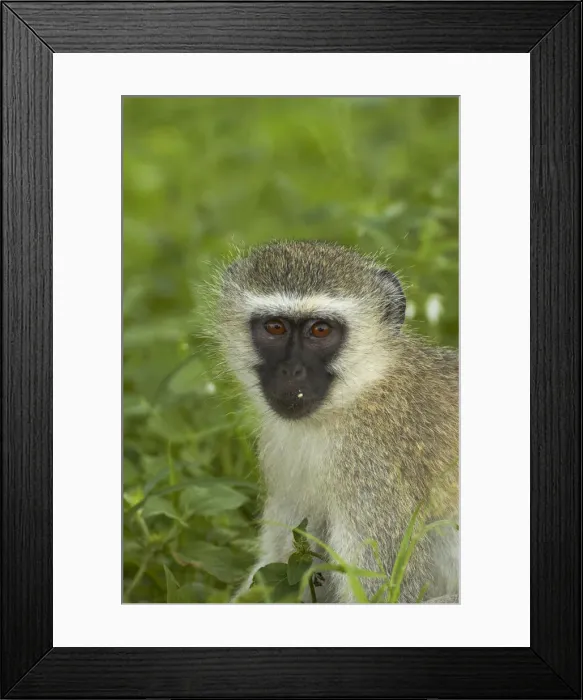Framed Print : DDE-90021858 Framed Print : DDE-90021858