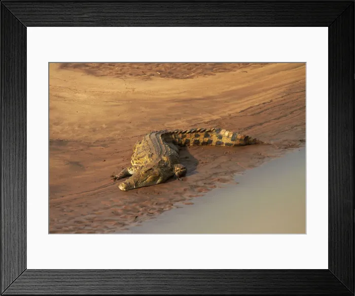 Framed Print : DDE-90021859 Framed Print : DDE-90021859