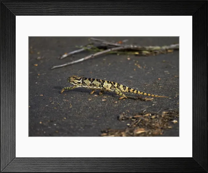 Framed Print : DDE-90021860 Framed Print : DDE-90021860